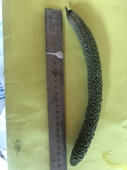 Fridericia schumanniana