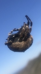 Caerostris sexcuspidata