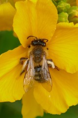 Andrena nigroaenea