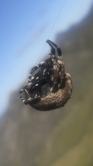 Caerostris sexcuspidata