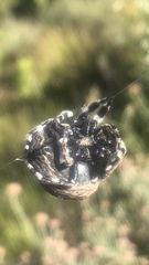 Caerostris sexcuspidata