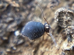 Polykatianna sminthurina