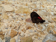 Altinote trinacria chea