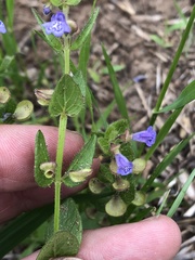 Scutellaria parvula
