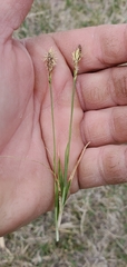 Carex meadii