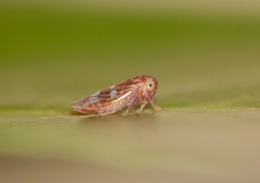 Metidiocerus rutilans