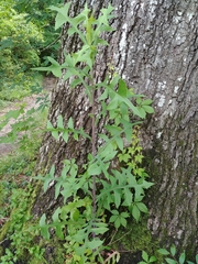 Lactuca canadensis
