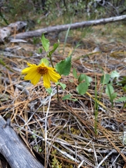 Arnica cernua