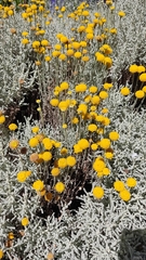 Santolina chamaecyparissus