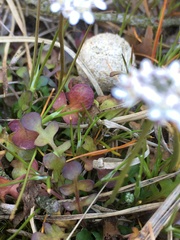 Teesdalia