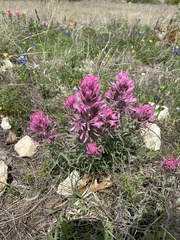 Castilleja purpurea