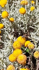 Diptera
