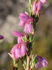 Erica chlamydiflora
