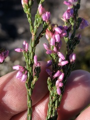 Erica chlamydiflora