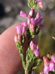 Erica chlamydiflora