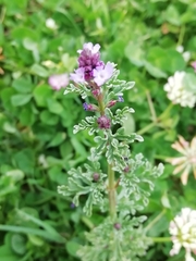 Verbena supina