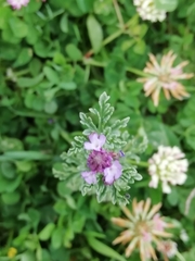Verbena supina