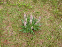 Lupinus villosus