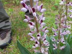 Lupinus villosus