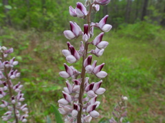 Lupinus villosus