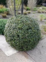 Osmanthus × burkwoodii
