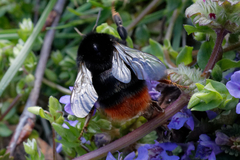 Bombus