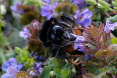Bombus