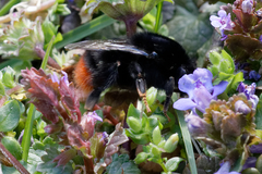 Bombus