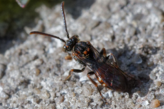 Nomada
