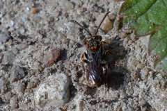 Nomada