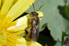 Lasioglossum