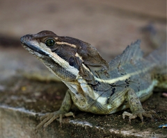 Basiliscus
