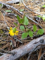 Arnica cernua