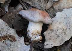 Cortinarius saturninus