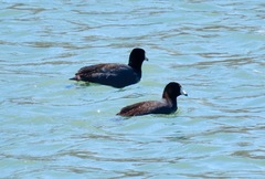 Fulica americana