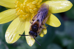Andrena chrysosceles