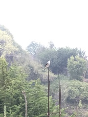 Pyrope pyrope pyrope