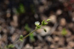 Cerastium brachypetalum