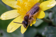 Andrena chrysosceles