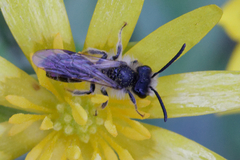 Andrena