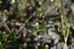 Cerastium brachypetalum