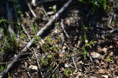 Cerastium brachypetalum