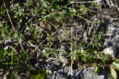 Cerastium brachypetalum