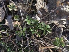 Potentilla argentea