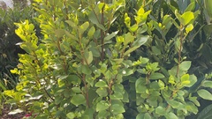 Griselinia littoralis