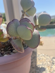 Crassula arborescens