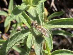 Lapposyrphus lapponicus