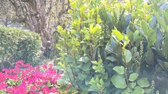 Griselinia littoralis