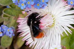 Bombus