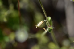 Cerastium brachypetalum